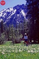 Mountain Biker Wildflowers Mount McGown