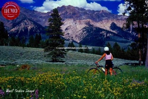 Mountain Biker Boulder Mountains Wildflowers