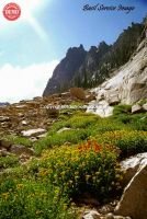 Paula’s Ponds Canyon Wildflowers