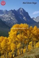 Horstman Peak Aspens Fall