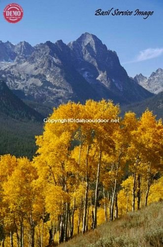 Horstman Peak Aspens Fall