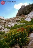 Paula’s Ponds Canyon Wildflowers Sawtooths 