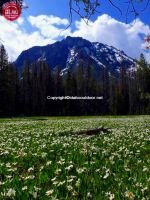 McGown Peak Wildflower Valley 