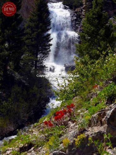 Wildflowers Bridle Vale Falls Sawtooths