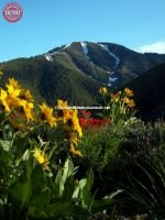 Heidelberg Ridge Baldy Wildflowers