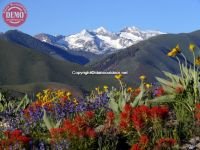 Ketchum Wildflowers Heidelberg Ridge Pioneer Mountain 