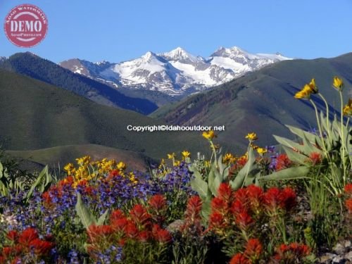 Ketchum Wildflowers Heidelberg Ridge Pioneer Mountain 