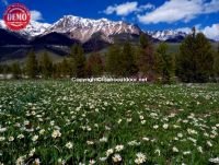 Wildflowers Boulder Mountain Sun Valley 