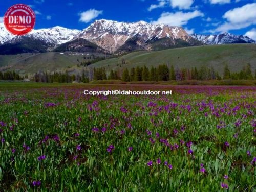 Sun Valley Wildflowers Boulder Mountain 