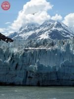 Soaring Margerie Glacier Alaska
