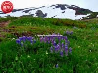 Lupine Mountains Juneau Alaska 
