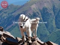 Mountain Goats Pyramid Peak 