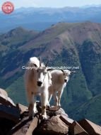 Pyramid Peak Mountain Goats
