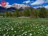 Boulder Mountain Wild Flowers