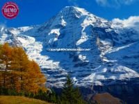 Colors of Fall Jungfrau