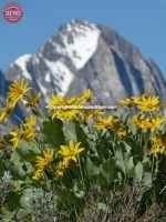 Fishhook Ridge Horstman Peak Wildflowers
