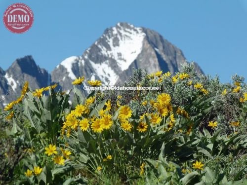 Horstman Peak Wildflower Fishhook Ridge
