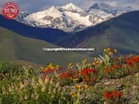 Heidelberg  Ridge Ketchum Flowers