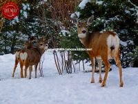 Deer Salmon River Winter