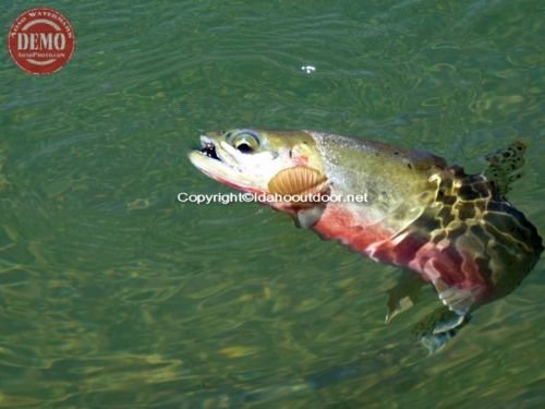 Pioneer Mountain Cutthroat Trout
