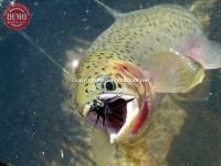 Pioneer Mountain Cutthroat Trout
