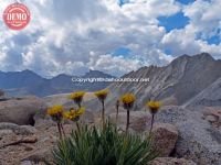 Lone Wildflowers Sierras