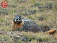 Sierra Marmot Kings Canyon