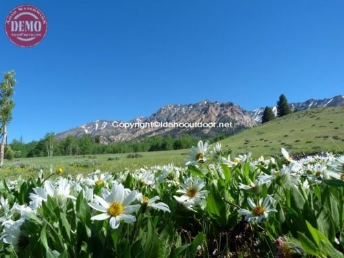 Wilderness Wildflowers Boulder Mountains