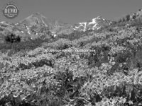 Click to enlarge