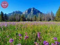 Wildflowers Mount McGown Sawtooths