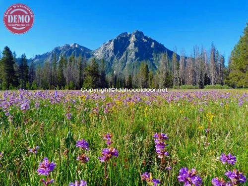 Wildflowers Mount McGown Sawtooths