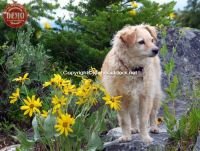 Sophie Wildflowers Sawtooths