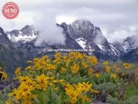 Fishhook Ridge Sawtooth Wildflowers