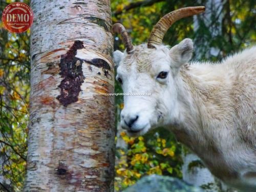 Dall Sheep Seward Highway Alaska