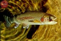 White Cloud Rainbow Trout