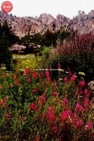 Wildflowers Spangle Lake Sawtooths