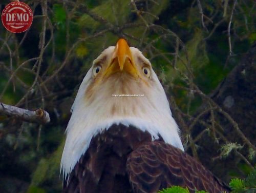 Hoonah Alaska Eagle