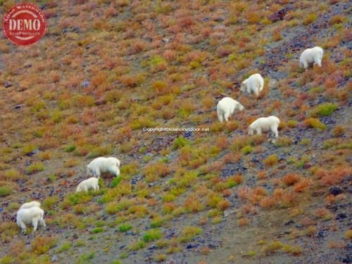 Mountain Goats White Cloud Mountains