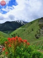 Bald Mountain Wildflowers Warm Springs