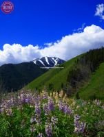 Wildflower Bald Mountain Warm Springs
