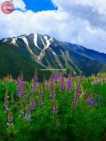 Bald Mountain Warm Springs Side Wildflowers