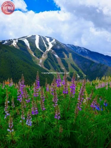 Bald Mountain Warm Springs Side Wildflowers