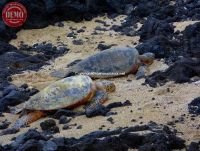 Sleeping Turtles Kahaluu Beach Park