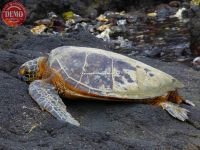 Sleeping Turtle Kahaluu Beach Park