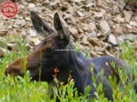 Moose North Fork Wood River