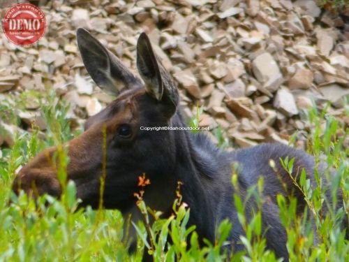 Moose North Fork Wood River