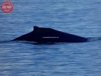 Alaska Humpback Whale