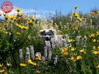Dogs Wildflowers Sun Valley