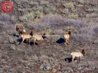 Sun Mountain Ridge Elk