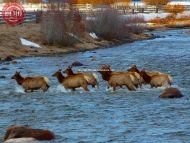 Elk Crossing Salmon River
